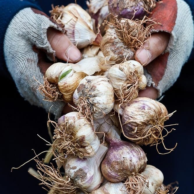 Fresh wholesome vegetarian food Lyme Regis Dorset the south of England